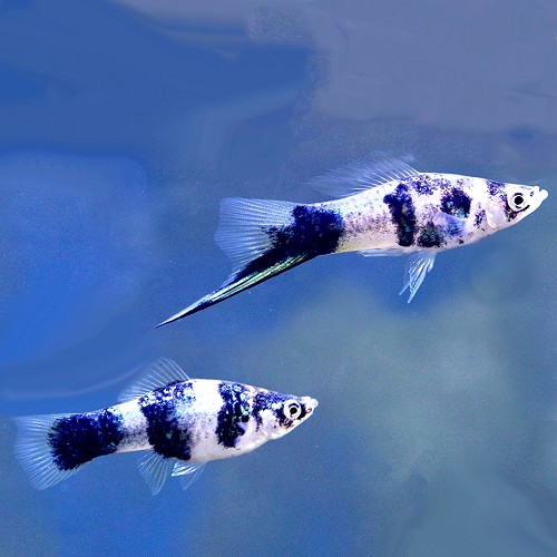 Xiphophorus helleri - Streifenschwertträger  black marble